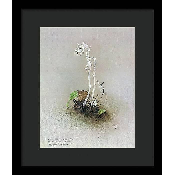 Indian Pipe - Framed Print | Artwork by Glen Loates