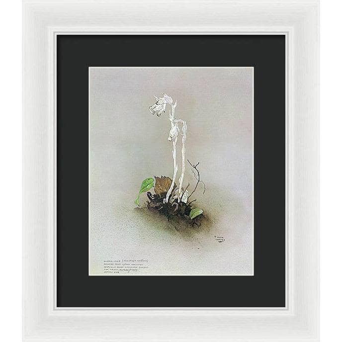 Indian Pipe - Framed Print | Artwork by Glen Loates