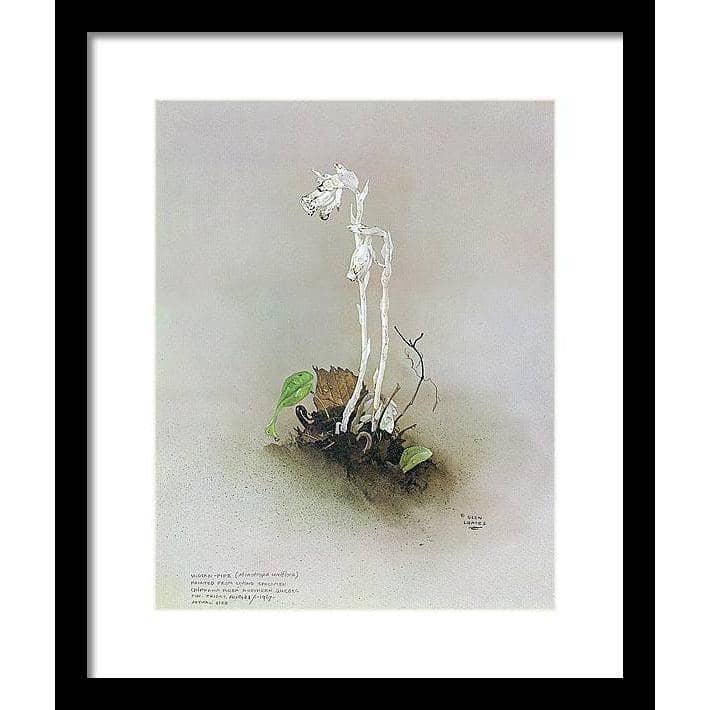 Indian Pipe - Framed Print | Artwork by Glen Loates