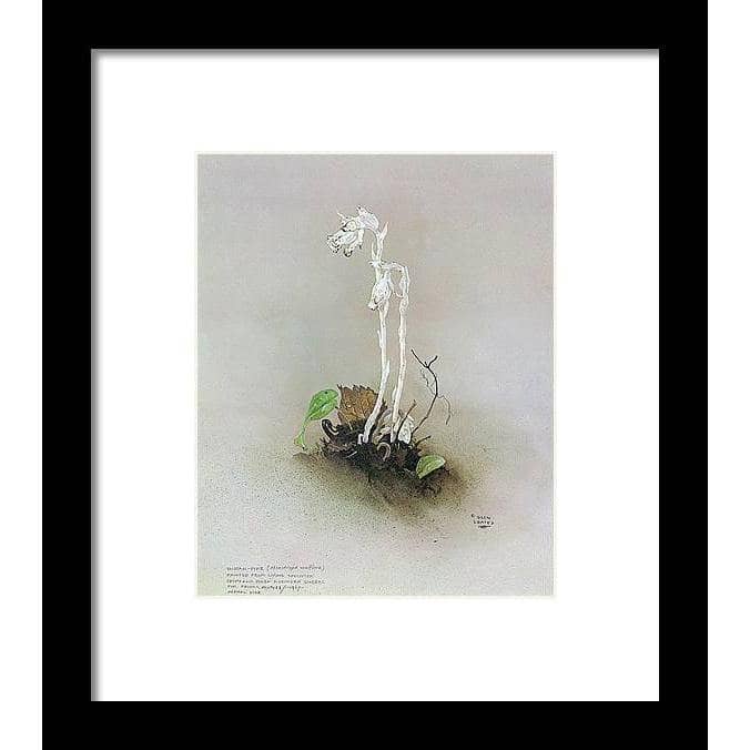 Indian Pipe - Framed Print | Artwork by Glen Loates