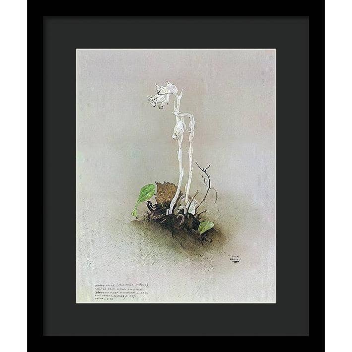 Indian Pipe - Framed Print | Artwork by Glen Loates