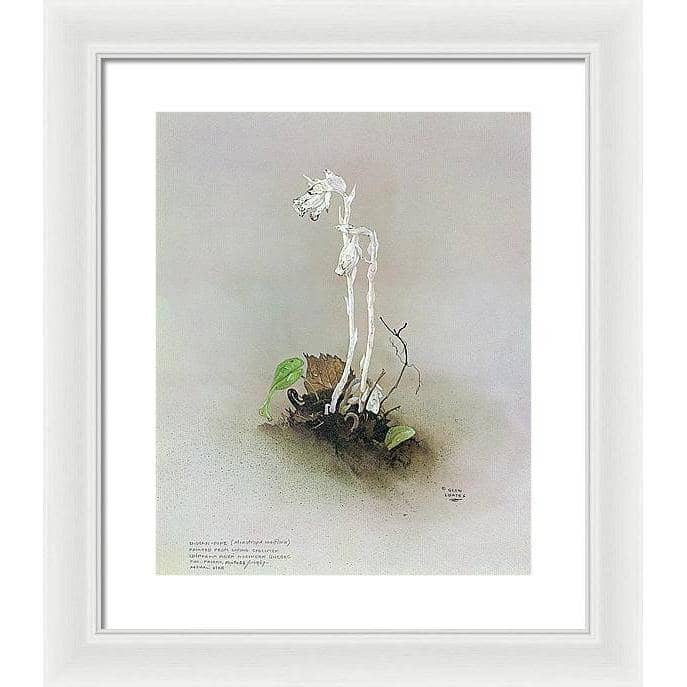 Indian Pipe - Framed Print | Artwork by Glen Loates