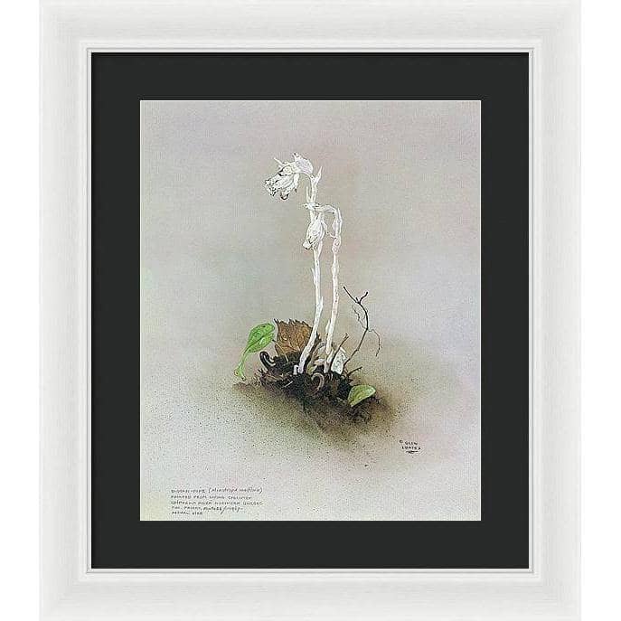 Indian Pipe - Framed Print | Artwork by Glen Loates