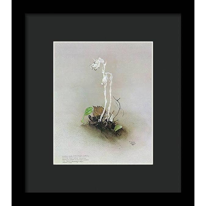 Indian Pipe - Framed Print | Artwork by Glen Loates