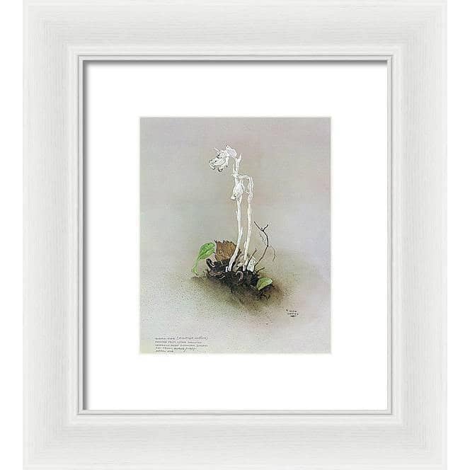 Indian Pipe - Framed Print | Artwork by Glen Loates