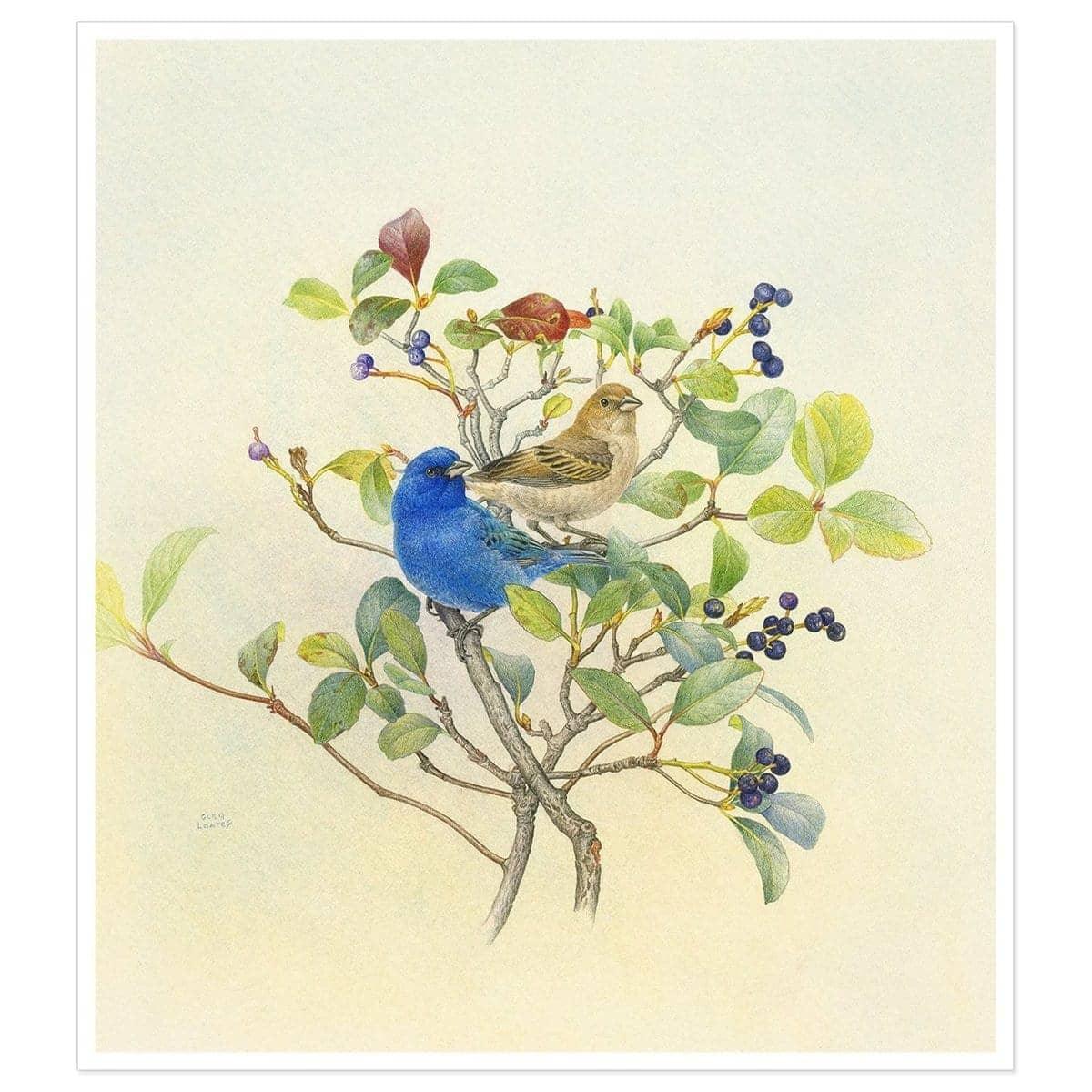 Indigo Buntings - Art Print | Artwork by Glen Loates