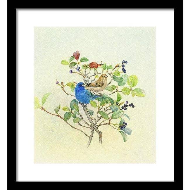 Indigo Buntings - Framed Print | Artwork by Glen Loates