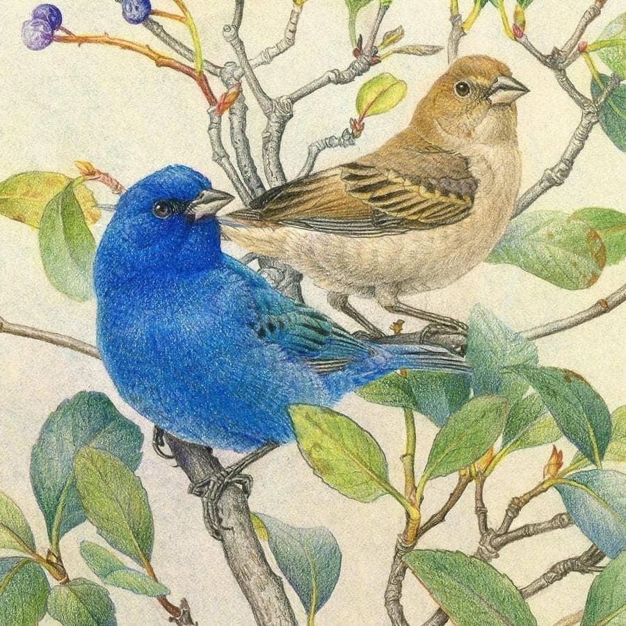 Indigo Buntings - Framed Print | Artwork by Glen Loates