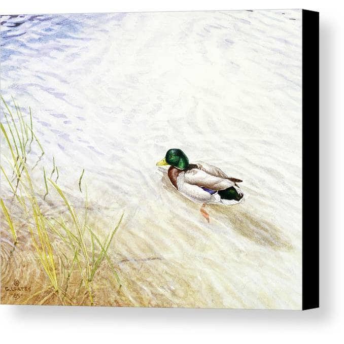 Into The Shallows - Canvas Print | Artwork by Glen Loates