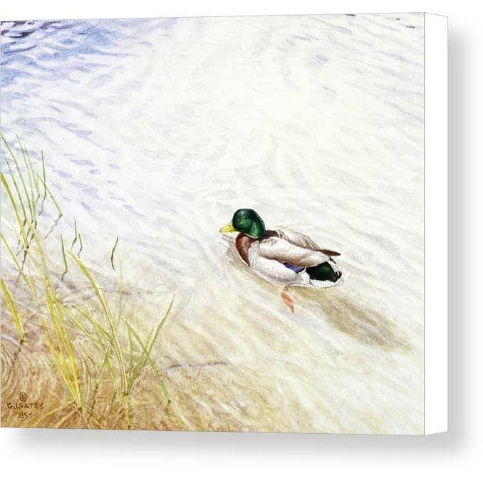 Into The Shallows - Canvas Print | Artwork by Glen Loates
