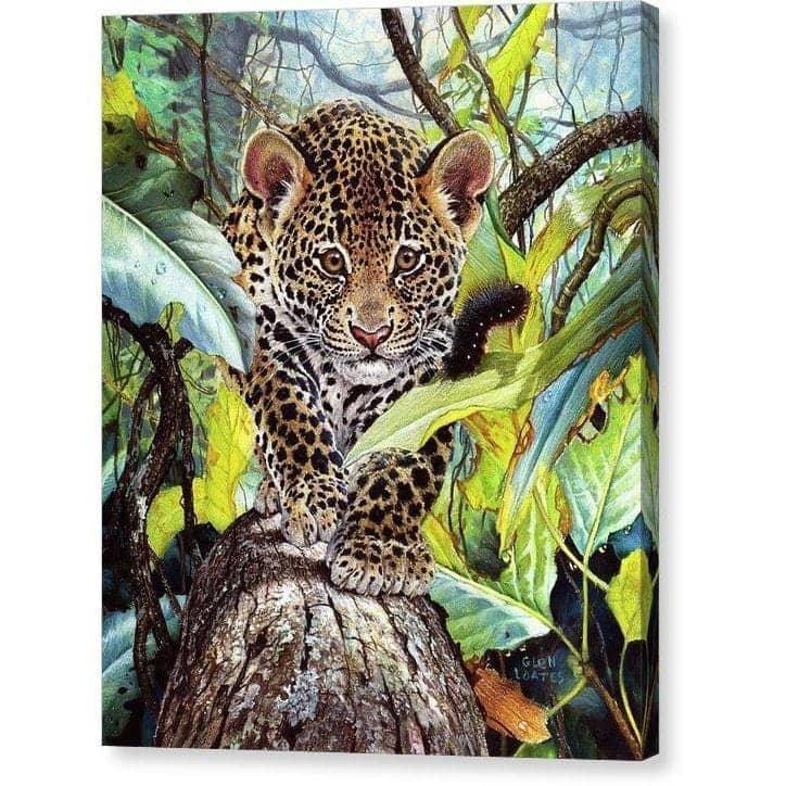 Jaguar Cub - Canvas Print | Artwork by Glen Loates