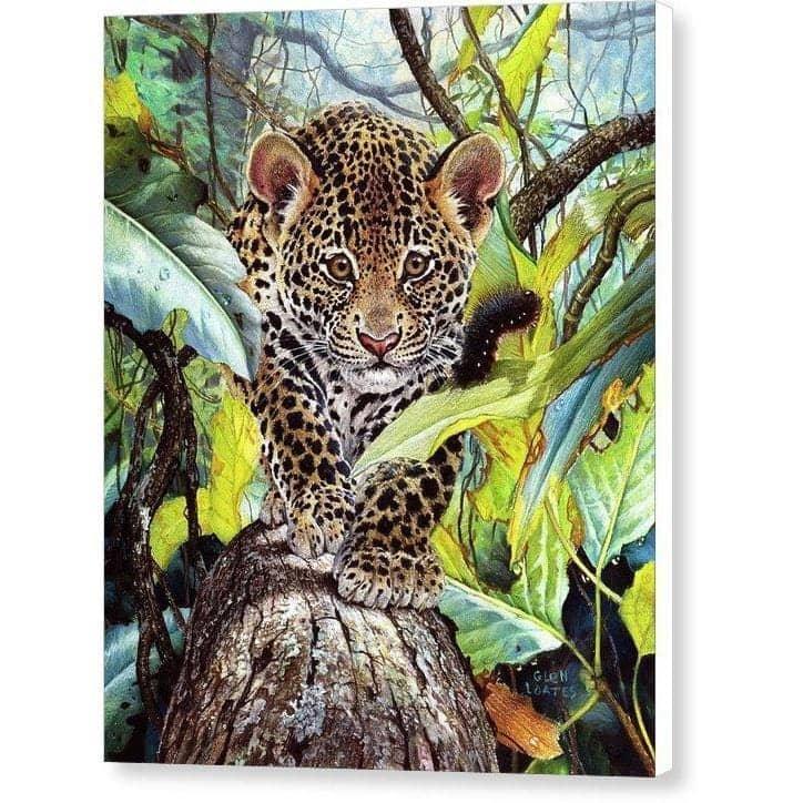 Jaguar Cub - Canvas Print | Artwork by Glen Loates