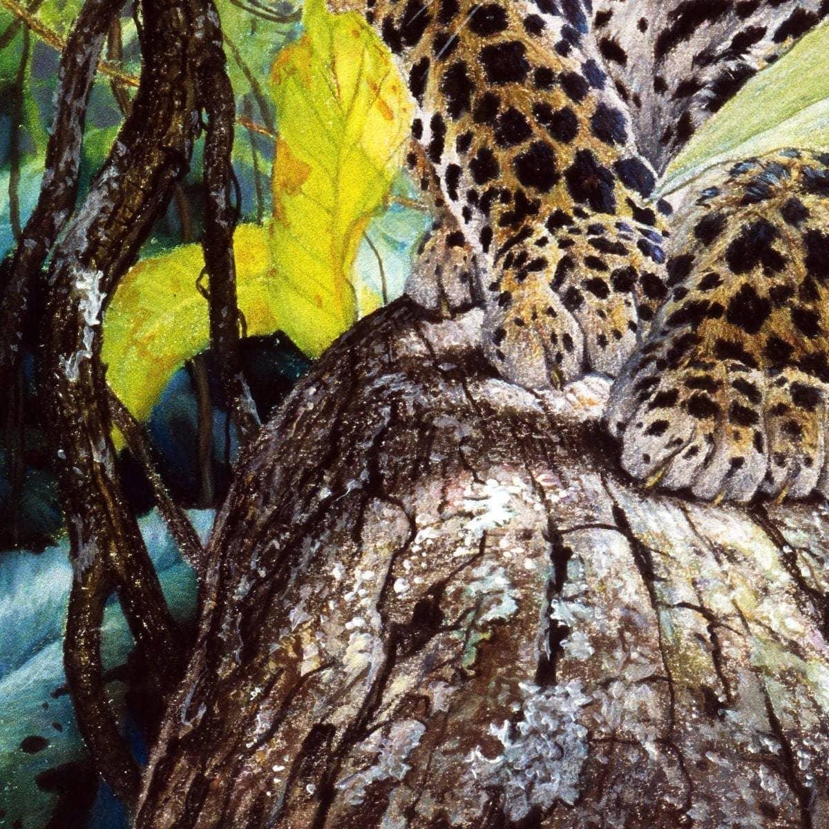 Jaguar Cub - Framed Print | Artwork by Glen Loates