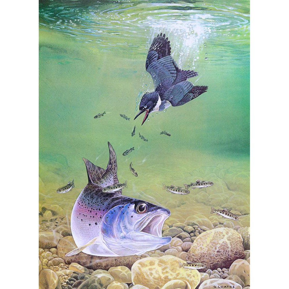 Kingfisher And Rainbow Trout - Art Print | Artwork by Glen Loates