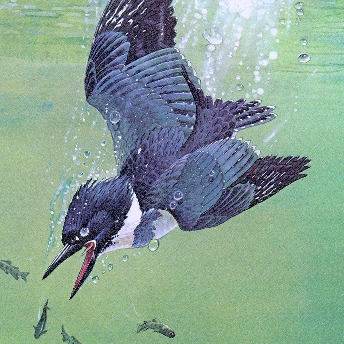 Kingfisher And Rainbow Trout - Framed Print | Artwork by Glen Loates