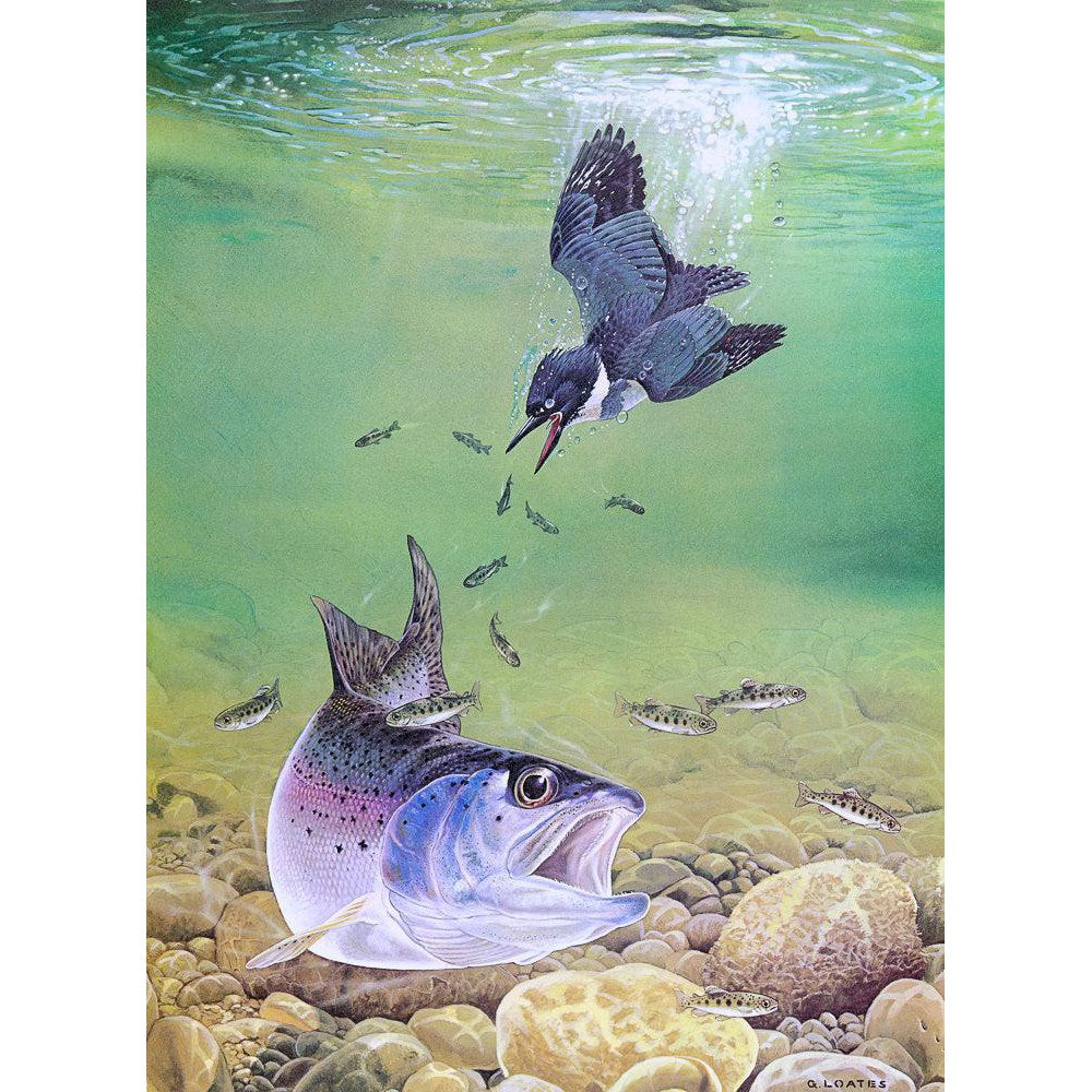 Kingfisher And Rainbow Trout - Framed Print | Artwork by Glen Loates