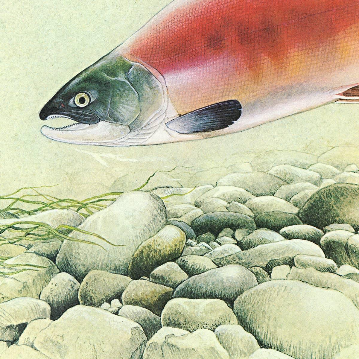 Kokanee Salmon - Art Print | Artwork by Glen Loates