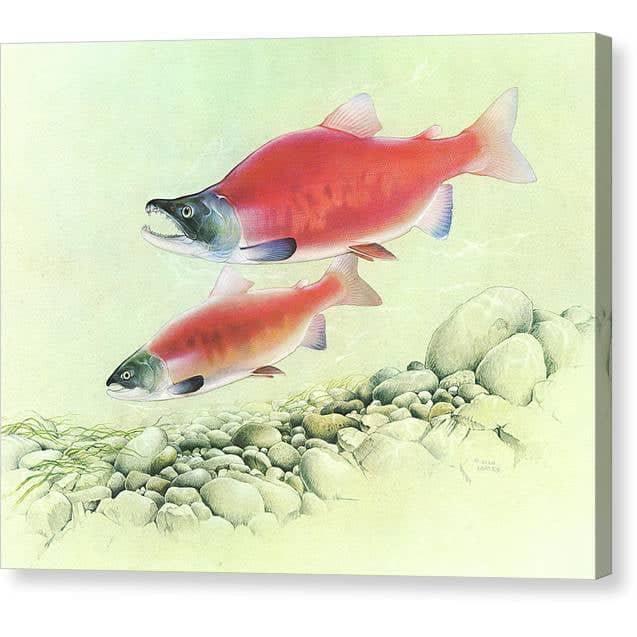 Kokanee Salmon - Canvas Print | Artwork by Glen Loates