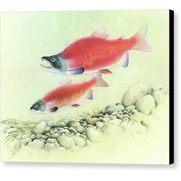 Kokanee Salmon - Canvas Print | Artwork by Glen Loates