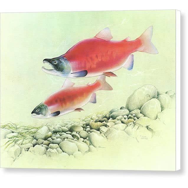 Kokanee Salmon - Canvas Print | Artwork by Glen Loates