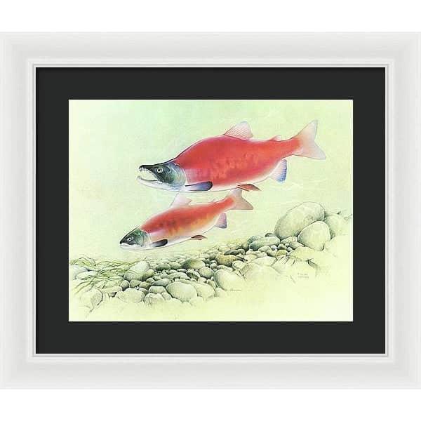 Kokanee Salmon - Framed Print | Artwork by Glen Loates