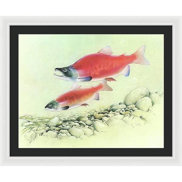 Kokanee Salmon - Framed Print | Artwork by Glen Loates