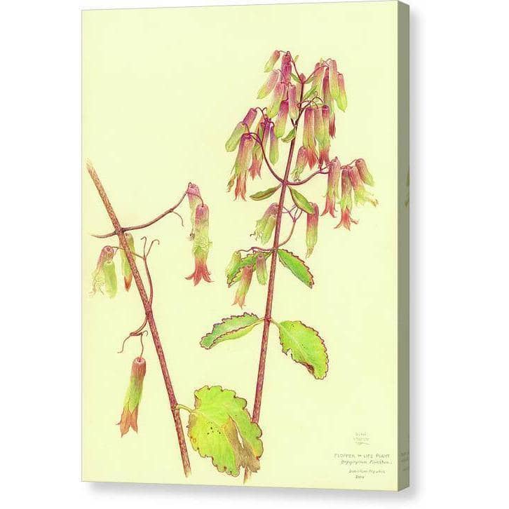 Life Plant - Canvas Print | Artwork by Glen Loates