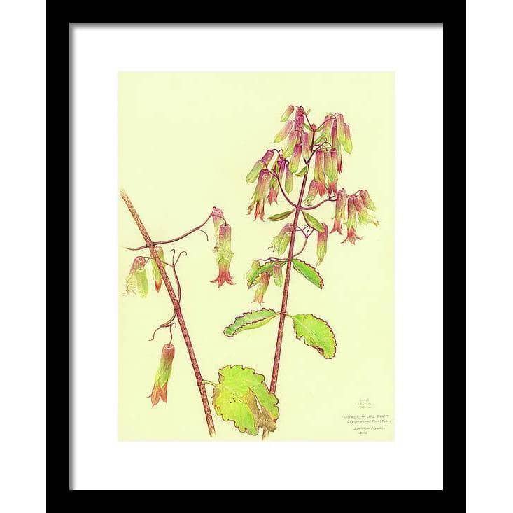 Life Plant - Framed Print | Artwork by Glen Loates