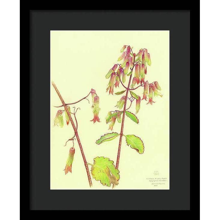 Life Plant - Framed Print | Artwork by Glen Loates