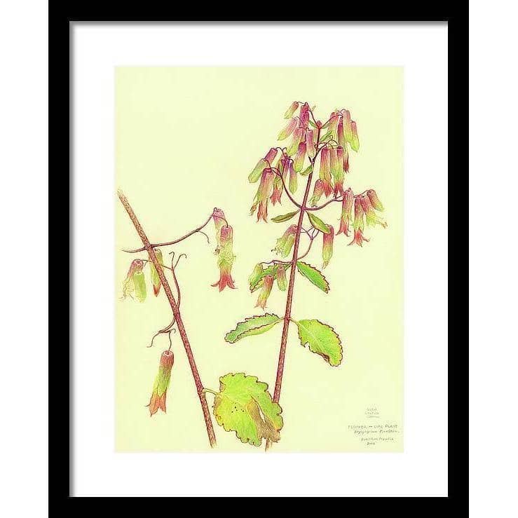 Life Plant - Framed Print | Artwork by Glen Loates