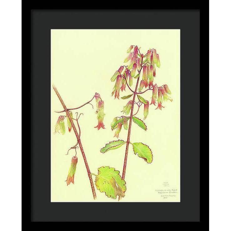 Life Plant - Framed Print | Artwork by Glen Loates