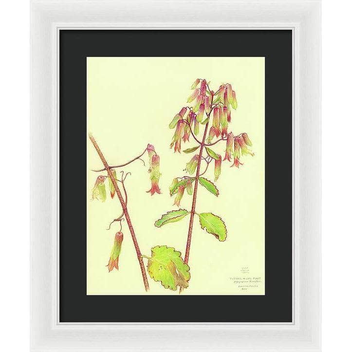 Life Plant - Framed Print | Artwork by Glen Loates