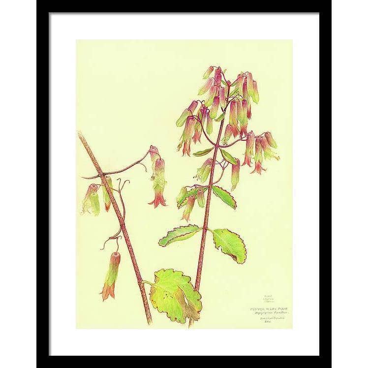 Life Plant - Framed Print | Artwork by Glen Loates