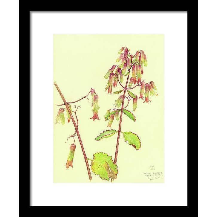 Life Plant - Framed Print | Artwork by Glen Loates