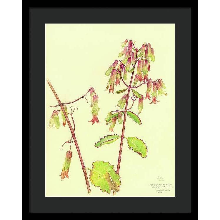 Life Plant - Framed Print | Artwork by Glen Loates