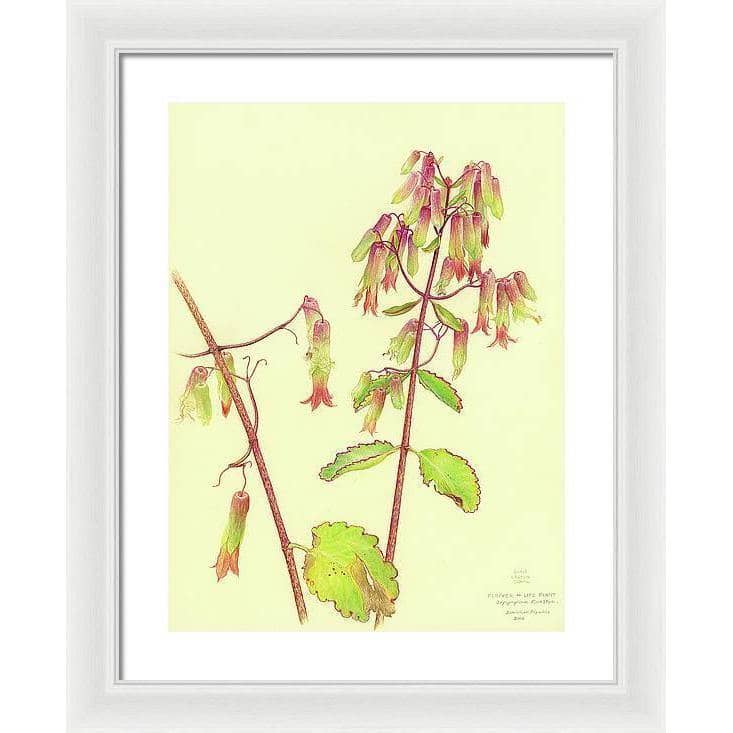 Life Plant - Framed Print | Artwork by Glen Loates