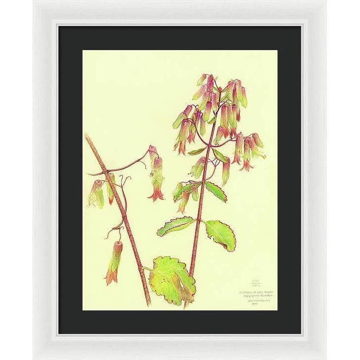 Life Plant - Framed Print | Artwork by Glen Loates
