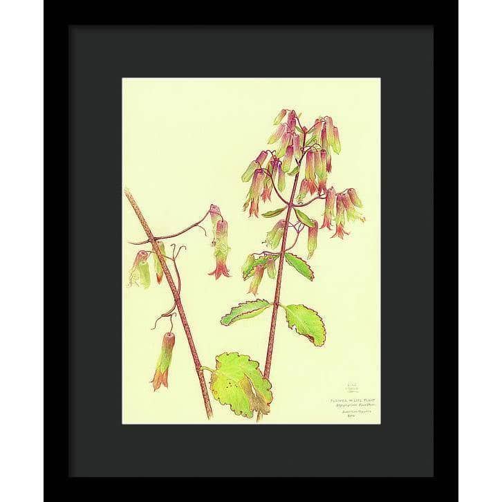 Life Plant - Framed Print | Artwork by Glen Loates