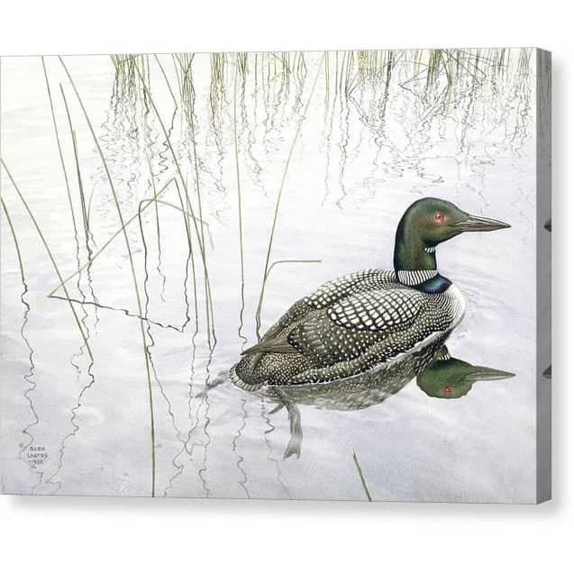 Loon - Canvas Print | Artwork by Glen Loates
