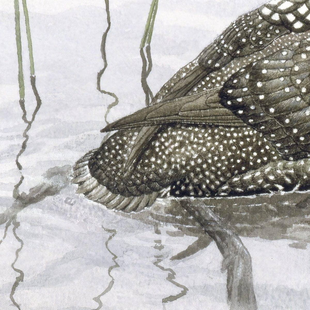 Loon - Canvas Print | Artwork by Glen Loates