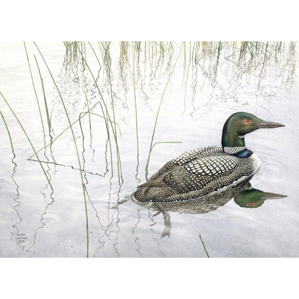 Loon - Canvas Print | Artwork by Glen Loates