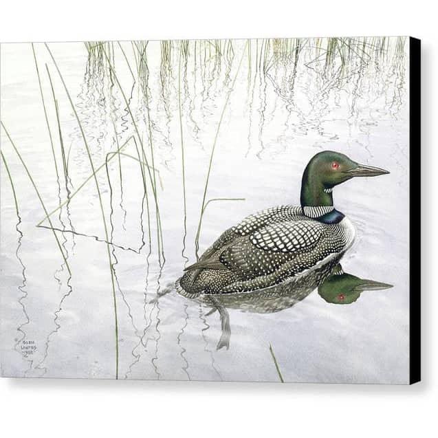 Loon - Canvas Print | Artwork by Glen Loates