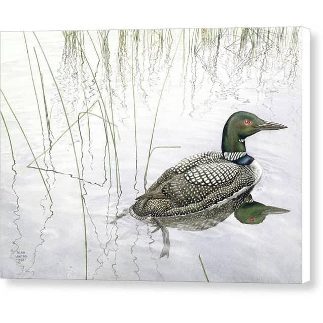 Loon - Canvas Print | Artwork by Glen Loates