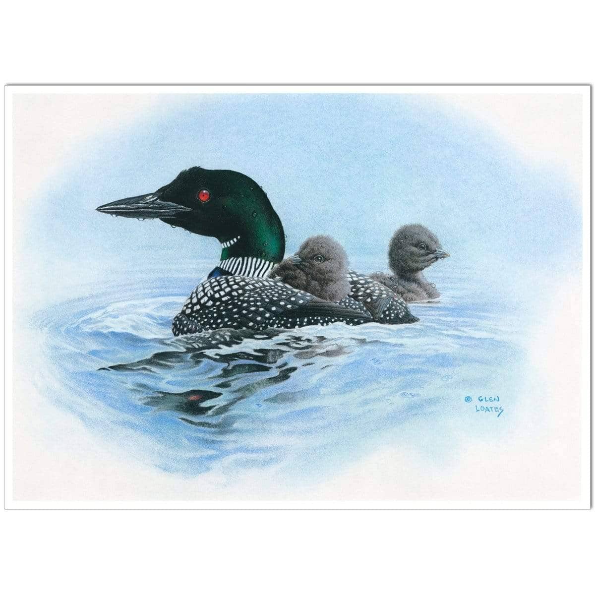 Loon in Calm Blue Waters - Art Print | Artwork by Glen Loates