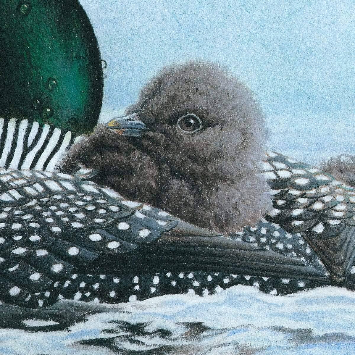 Loon in Calm Blue Waters - Canvas Print | Artwork by Glen Loates