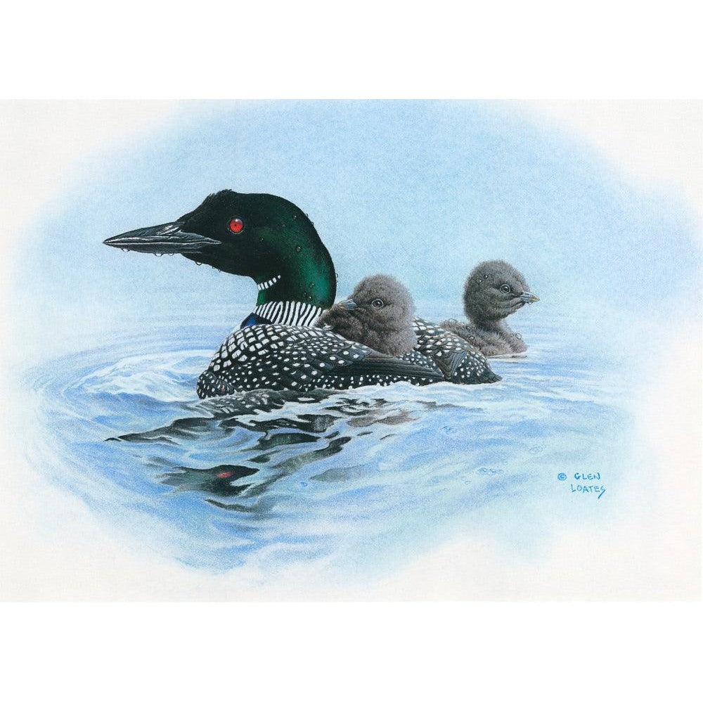 Loon in Calm Blue Waters - Canvas Print | Artwork by Glen Loates