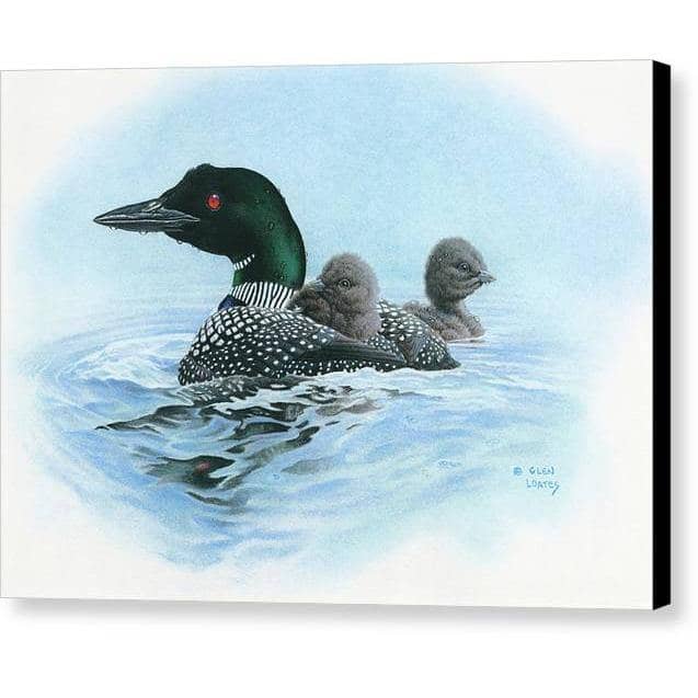 Loon in Calm Blue Waters - Canvas Print | Artwork by Glen Loates