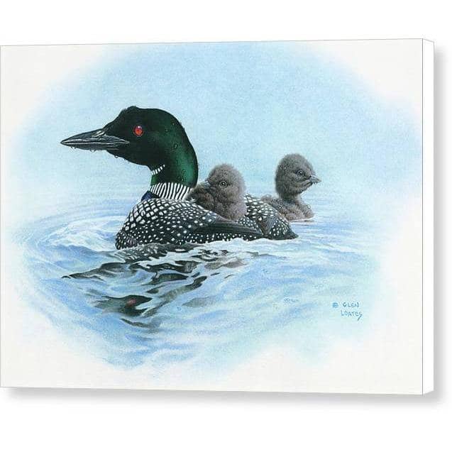 Loon in Calm Blue Waters - Canvas Print | Artwork by Glen Loates