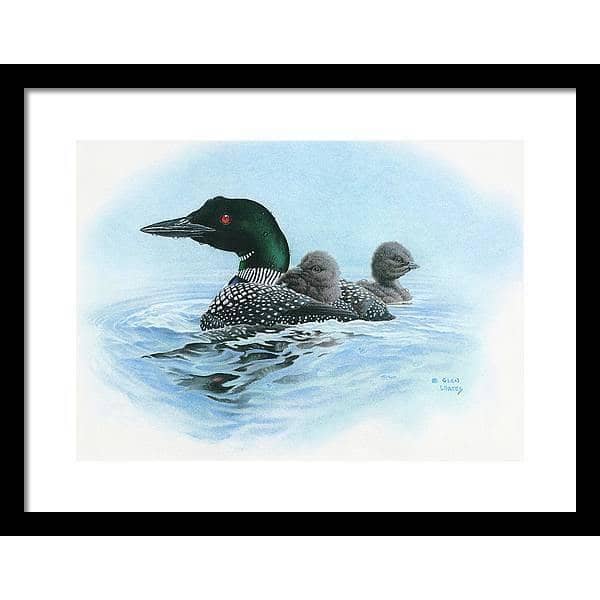 Loon in Calm Blue Waters - Framed Print | Artwork by Glen Loates