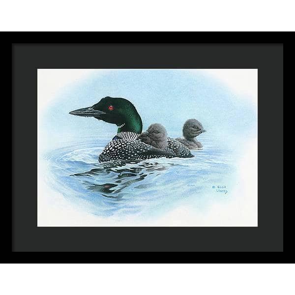 Loon in Calm Blue Waters - Framed Print | Artwork by Glen Loates